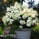 Гортензія волотиста Бобо (Hydrangea paniculata Bobo) 20388 фото 2