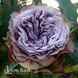 Роза чайно-гибридная Дольчетто (Rosa Dolcetto) 50006 фото 1