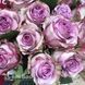 Роза чайно-гибридная Дольчетто (Rosa Dolcetto) 50006 фото 3