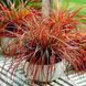 Унцінія Еверфлейм (Uncinia rubra Everflame) 20089 фото 1