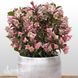 Вейгела цветущая Винтаж Лав (Weigela florida Vintage Love) 20248 фото 1