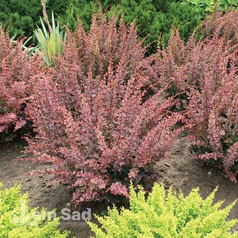 Барбарис Тунберга Корал (Berberis thunbergii Coral) 20139 фото