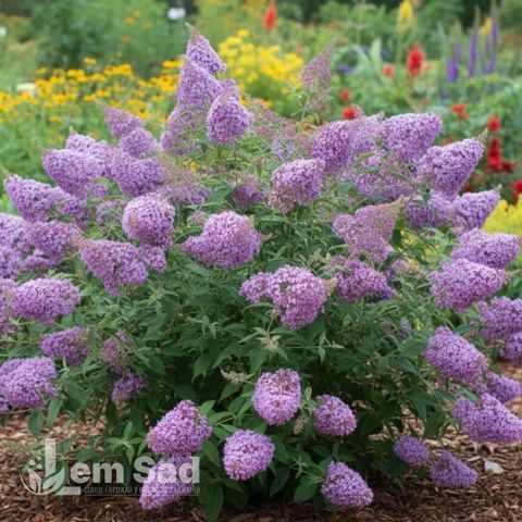 Буддлея Гулівер (Buddleja davidii Gulliver) 20199 фото