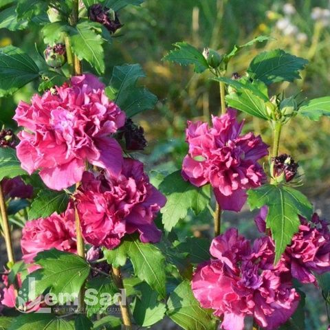 Гібіскус сирійський Френч Кабаре Ред (Hibiscus syriacus French Cabaret Red) 20323 фото