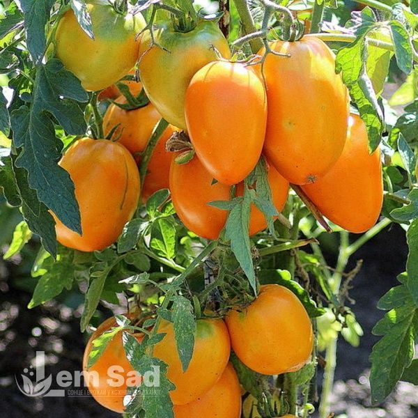 Томат Єлісей 70098 фото