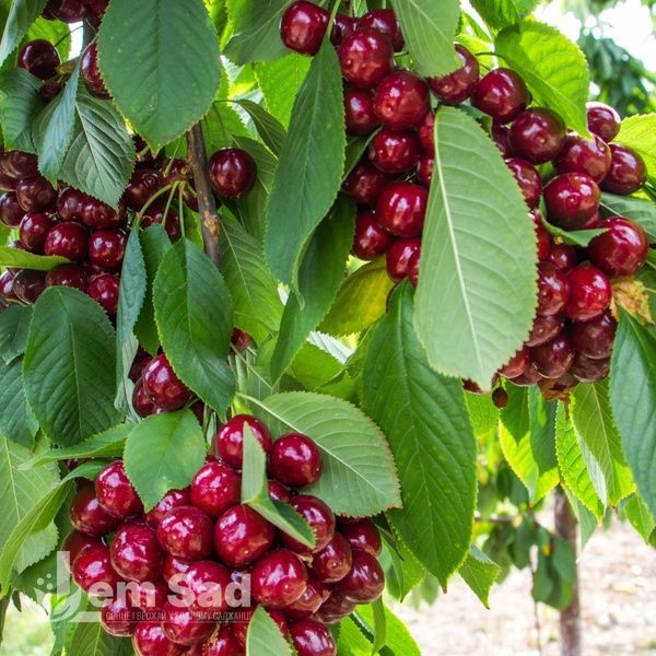 Вишня Встреча 10026 фото