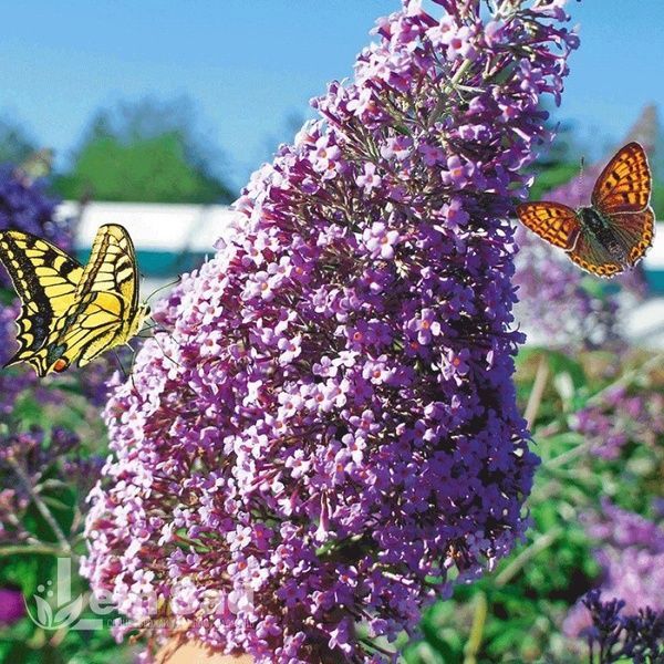 Буддлея Гулівер (Buddleja davidii Gulliver) 20199 фото