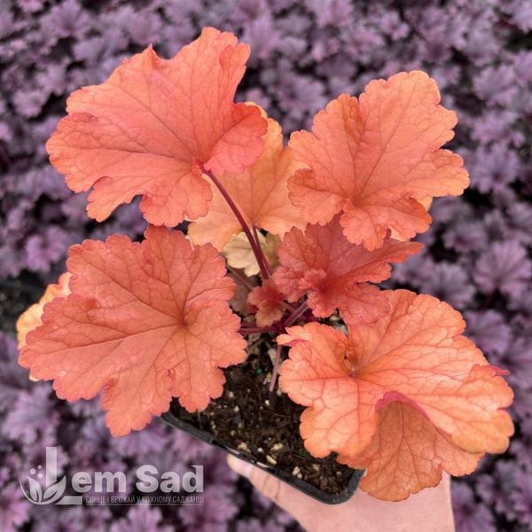 Гейхера Паприка (Heuchera Paprika) 20290 фото