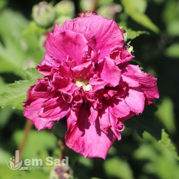 Гібіскус сирійський Френч Кабаре Ред (Hibiscus syriacus French Cabaret Red) 20323 фото