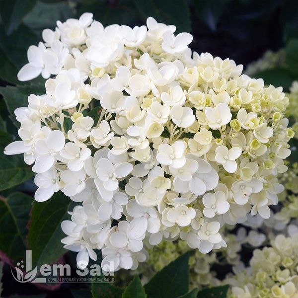 Гортензія волотиста Бомбшел (Hydrangea paniculata Bombshell) 20389 фото
