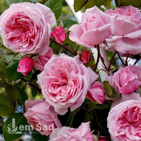 Троянда плетиста Кісс мі Кейт (Rosa Kiss Me Kate) 50211 фото
