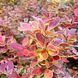 Барбарис Тунберга Корал (Berberis thunbergii Coral) 20139 фото 2
