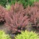 Барбарис Тунберга Корал (Berberis thunbergii Coral) 20139 фото 1