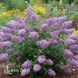 Буддлея Гулівер (Buddleja davidii Gulliver) 20199 фото 1