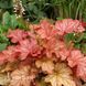 Гейхера Паприка (Heuchera Paprika) 20290 фото 1