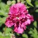 Гібіскус сирійський Френч Кабаре Ред (Hibiscus syriacus French Cabaret Red) 20323 фото 2