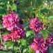 Гібіскус сирійський Френч Кабаре Ред (Hibiscus syriacus French Cabaret Red) 20323 фото 1