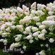 Гортензія волотиста Бомбшел (Hydrangea paniculata Bombshell) 20389 фото 1