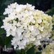 Гортензія волотиста Бомбшел (Hydrangea paniculata Bombshell) 20389 фото 2