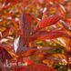 Вейгела цветущая Wings of Fire (Weigela florida Wings of Fire) 20249 фото 2