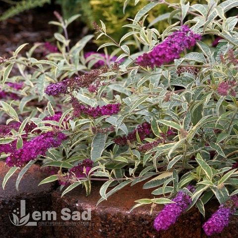Буддлея Харлеквін (Buddleja davidii Harlequin) 20200 фото