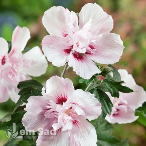Гібіскус сирійський Леді Стенлі (Hibiscus syriacus Lady Stanley) 20324 фото