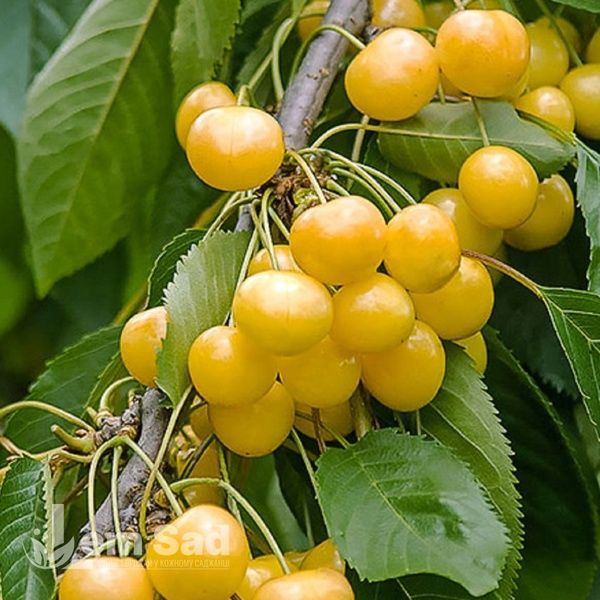 Черешня Дрогана 10027 фото