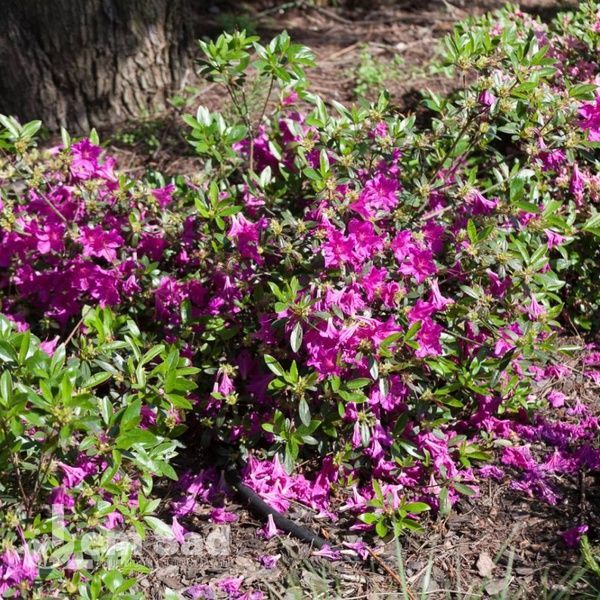 Азалія японська Блау Донау (Azalea japonica Blaue Donau) 20091 фото