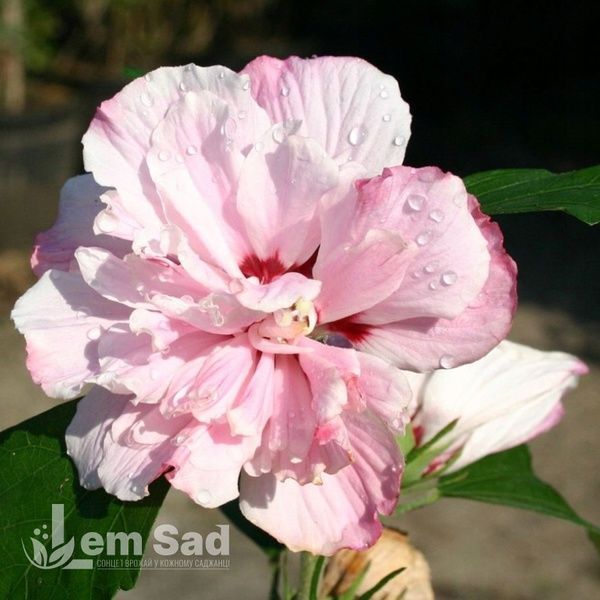 Гибискус сирийский Леди Стэнли (Hibiscus syriacus Lady Stanley) 20324 фото
