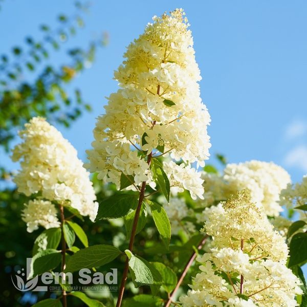 Гортензія волотиста Кендллайт (Hydrangea paniculata Candlelight) 20390 фото