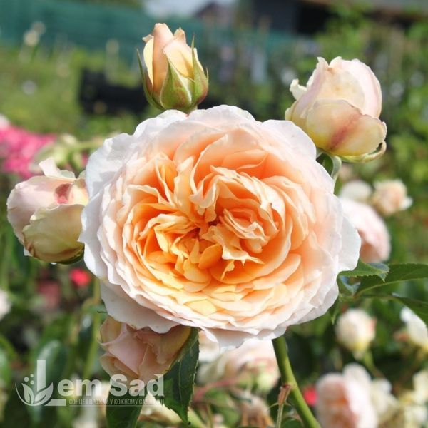 Троянда плетиста Джинджер Сіллабаб (Rosa Ginger Syllabub) 50212 фото