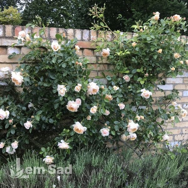 Троянда плетиста Джинджер Сіллабаб (Rosa Ginger Syllabub) 50212 фото