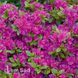 Азалія японська Блау Донау (Azalea japonica Blaue Donau) 20091 фото 1