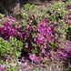 Азалія японська Блау Донау (Azalea japonica Blaue Donau) 20091 фото 2