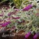 Буддлея Харлеквін (Buddleja davidii Harlequin) 20200 фото 1