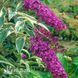 Буддлея Харлеквін (Buddleja davidii Harlequin) 20200 фото 2