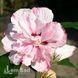 Гибискус сирийский Леди Стэнли (Hibiscus syriacus Lady Stanley) 20324 фото 2