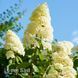 Гортензія волотиста Кендллайт (Hydrangea paniculata Candlelight) 20390 фото 2