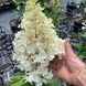 Гортензія волотиста Кендллайт (Hydrangea paniculata Candlelight) 20390 фото 1