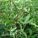 Верба біла Дартс Снейк (Salix alba Dart's Snake) 20250 фото 1