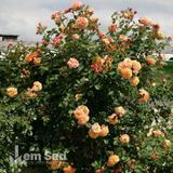 Роза плетистая Алоха (Rosa Aloha) 50213 фото