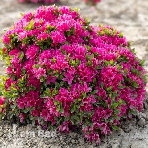 Азалія японська Даймонд Замелроуз (Azalea japonica Diamond Zamelrose) 20092 фото
