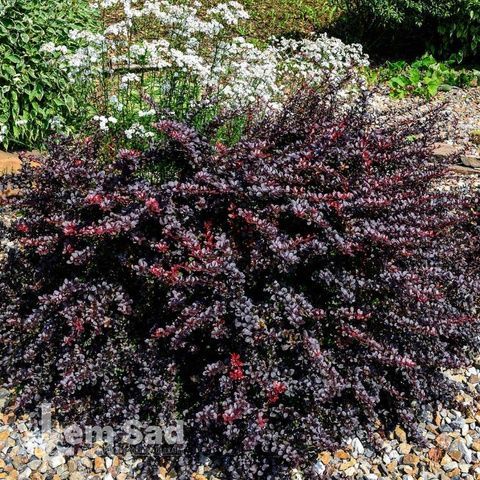 Барбарис Тунберга Диип Перпл (Berberis thunbergii Deep Purple) 20142 фото