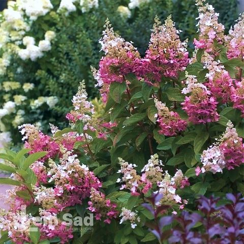 Гортензия метельчатая Конфетти (Hydrangea paniculata Confetti) 20391 фото