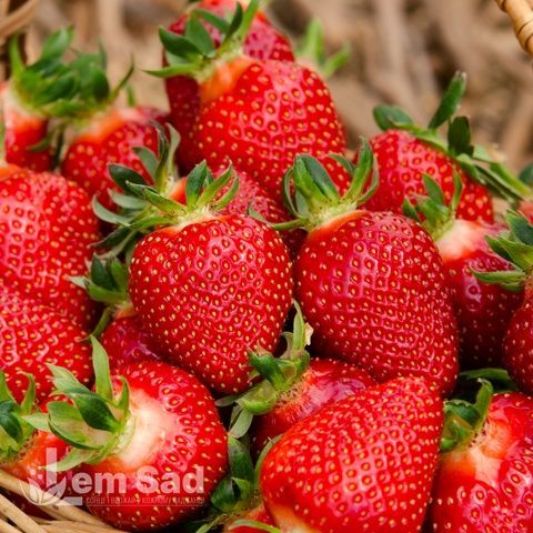 Полуниця великоплідна Брілла (Fragaria &times; ananassa Brilla) 30017 фото