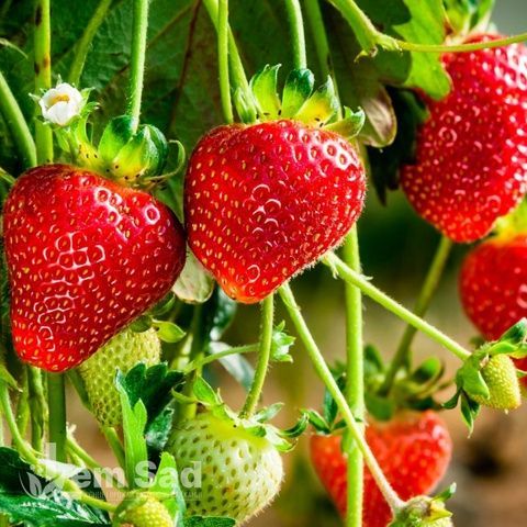 Полуниця Клодія (Fragaria ananassa Clodia) 30033 фото