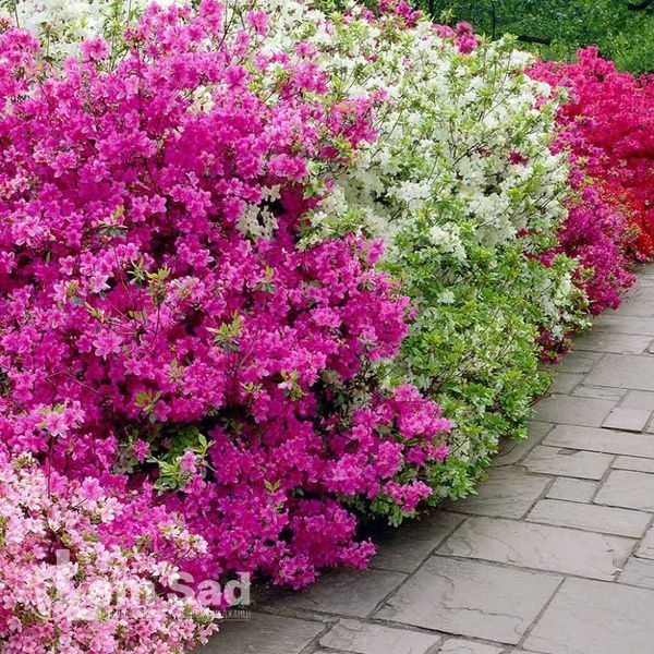 Азалія японська Даймонд Замелроуз (Azalea japonica Diamond Zamelrose) 20092 фото