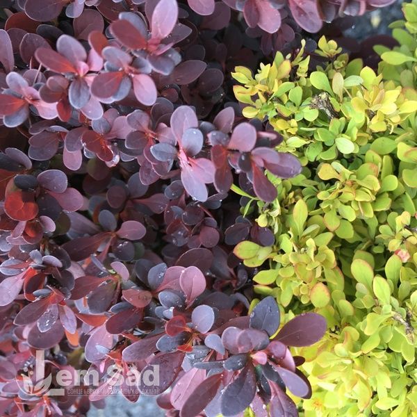 Барбарис Тунберга Діп Перпл (Berberis thunbergii Deep Purple) 20142 фото