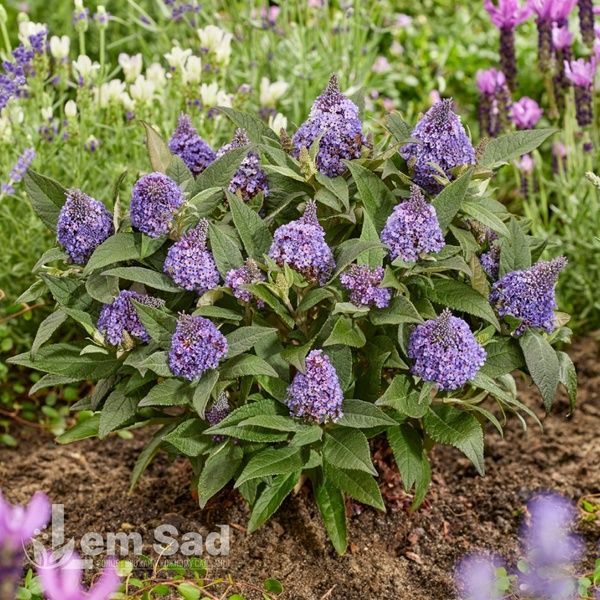Буддлея Літл Рокстарс Блу (Buddleja davidii Little Rockstars Blue) 20201 фото