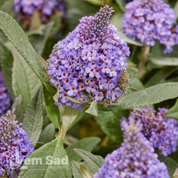 Буддлея Літл Рокстарс Блу (Buddleja davidii Little Rockstars Blue) 20201 фото